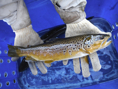 Big Brown